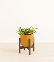 Load image into Gallery viewer, Sunset Orange stand:walnut