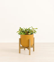 Load image into Gallery viewer, Sunset Orange stand:bamboo