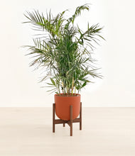 Load image into Gallery viewer, Earth Red stand:walnut