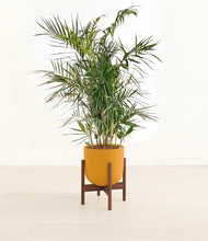 Load image into Gallery viewer, Sunset Orange stand:walnut