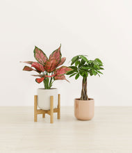 Load image into Gallery viewer, Rose Petal stand:one_stand