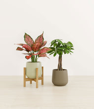 Load image into Gallery viewer, Woodland Hues stand:one_stand