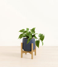 Load image into Gallery viewer, Deep Navy stand:bamboo