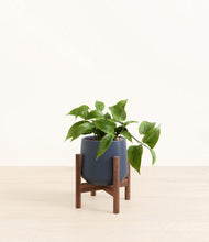 Load image into Gallery viewer, Deep Navy stand:walnut