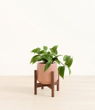 Load image into Gallery viewer, Calm Rose stand:walnut