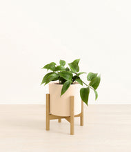 Load image into Gallery viewer, Cream stand:bamboo