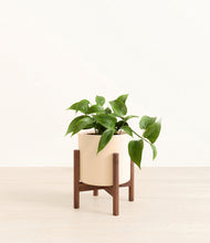 Load image into Gallery viewer, Cream stand:walnut