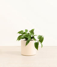 Load image into Gallery viewer, Cream*****Profile