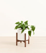 Load image into Gallery viewer, White stand:walnut