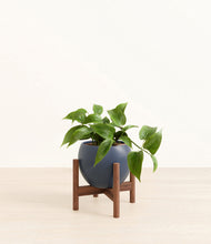 Load image into Gallery viewer, Deep Navy stand:walnut