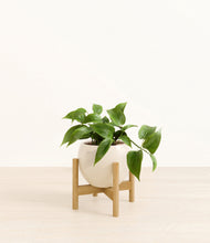 Load image into Gallery viewer, Shiny EggWhite stand:bamboo