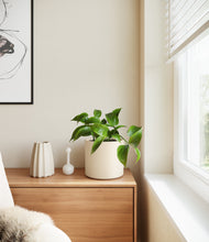 Load image into Gallery viewer, Cream