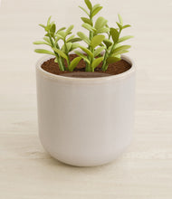 Load image into Gallery viewer, Snowdrift White stand:all