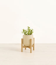 Load image into Gallery viewer, Almond Green stand:bamboo