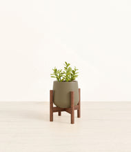 Load image into Gallery viewer, Olive stand:walnut