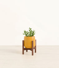 Load image into Gallery viewer, Mustard stand:walnut