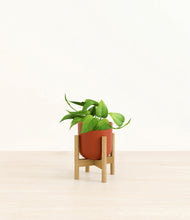 Load image into Gallery viewer, Earth Red stand:bamboo