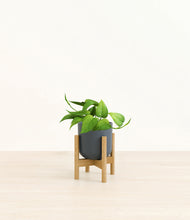 Load image into Gallery viewer, Iron Gray stand:bamboo