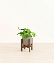 Load image into Gallery viewer, Sage Green stand:walnut