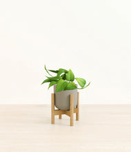 Load image into Gallery viewer, Sage Green stand:bamboo