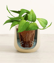 Load image into Gallery viewer, Almond Green stand:all