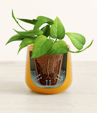 Load image into Gallery viewer, Mustard stand:all