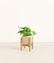 Load image into Gallery viewer, Almond Green stand:bamboo