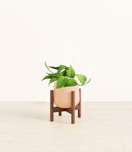 Load image into Gallery viewer, Gentle Pink stand:walnut