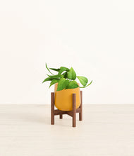Load image into Gallery viewer, Mustard stand:walnut