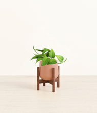 Load image into Gallery viewer, Calm Rose stand:walnut