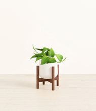 Load image into Gallery viewer, White stand:walnut