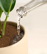 Load image into Gallery viewer, Almond Green stand:all