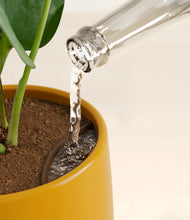 Load image into Gallery viewer, Mustard stand:all