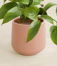 Load image into Gallery viewer, Calm Rose stand:all