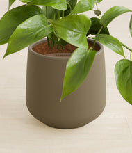 Load image into Gallery viewer, Olive stand:all