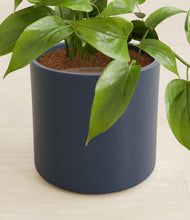 Load image into Gallery viewer, Deep Navy stand:all