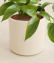 Load image into Gallery viewer, Cream stand:all