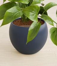 Load image into Gallery viewer, Deep Navy stand:all