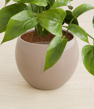 Load image into Gallery viewer, Desert Brown stand:all