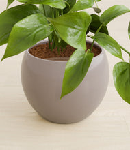 Load image into Gallery viewer, Winter Clouds stand:all