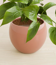 Load image into Gallery viewer, Calm Rose stand:all