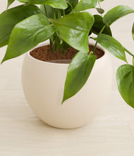 Load image into Gallery viewer, Shiny EggWhite stand:all