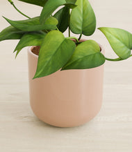 Load image into Gallery viewer, Glossy Pink stand:all