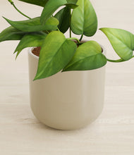 Load image into Gallery viewer, Sage Green stand:all