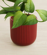 Load image into Gallery viewer, Striped Cherry Red stand:all