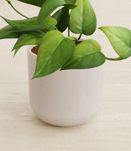 Load image into Gallery viewer, Snowdrift White stand:all