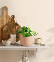 Load image into Gallery viewer, Gentle Pink