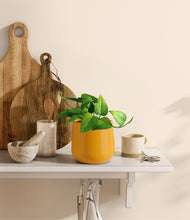 Load image into Gallery viewer, Mustard