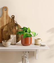 Load image into Gallery viewer, Glossy Red