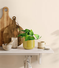 Load image into Gallery viewer, Key Lime Yellow